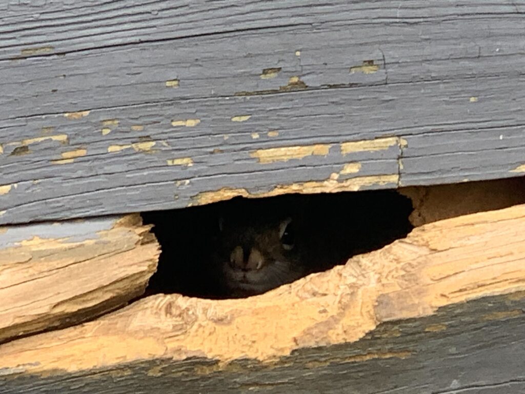 Wildlife Control Cedar Lake