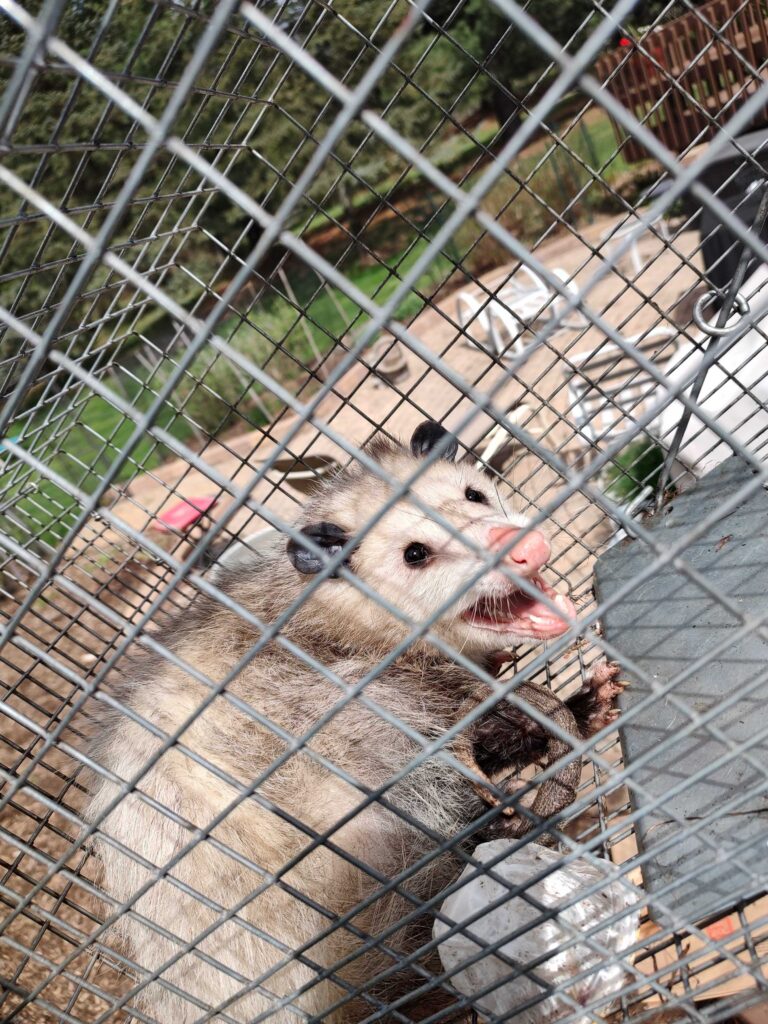 Wildlife Control Cedar Lake