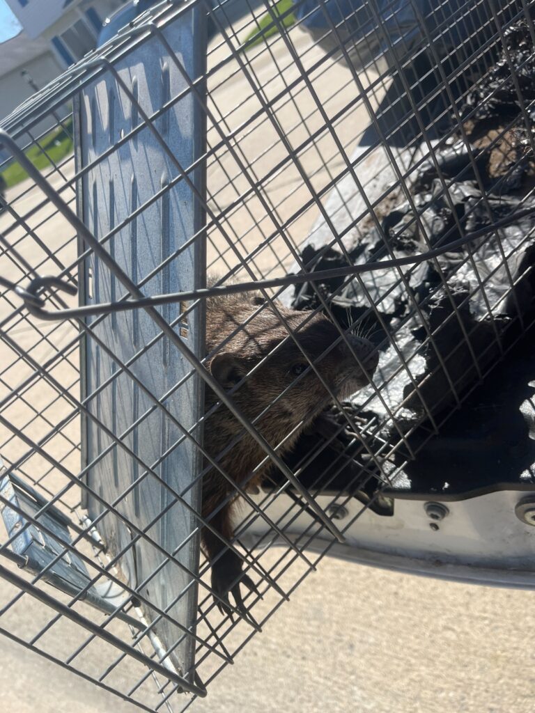 Wildlife Control Cedar Lake