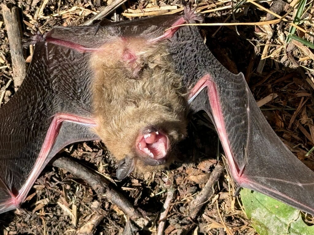 Wildlife Control Cedar Lake